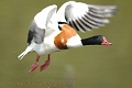 shelduck, shelducks-1